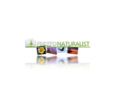 photonaturalist1.png photonaturalist1.png