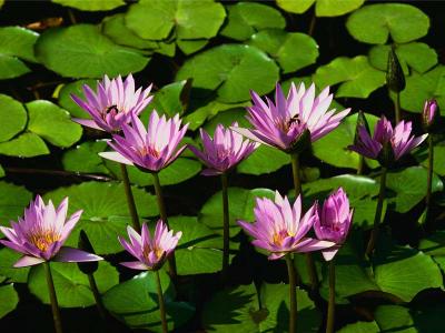 Water lilies.jpg Water lilies.jpg