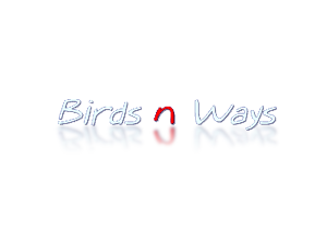 birds n ways.png