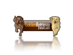 golden retriever forum.png